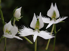 タリヌム カリキヌム クサハナビ の育て方 仲間のハゼランとスベリヒユ属のポーチュラカの特徴 山野草を育てる