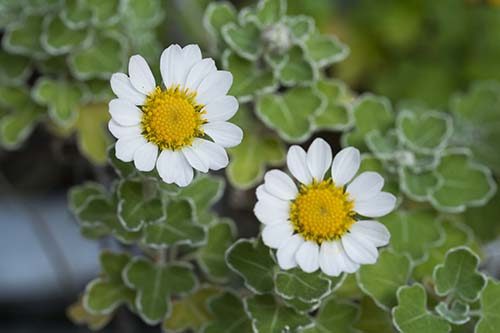 アシズリノジギク 足摺野路菊 の育て方 山野草を育てる