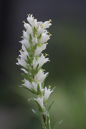 カンパニュラ シルソイデス 黄花ベルフラワー の播種から開花までの記録 山野草を育てる
