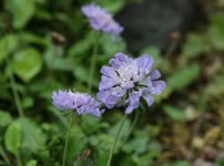 タリヌム カリキヌム クサハナビ の育て方 仲間のハゼランとスベリヒユ属のポーチュラカの特徴 山野草を育てる