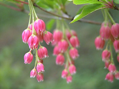 日光植物園の晩春の野の花 山の花 山野草を育てる