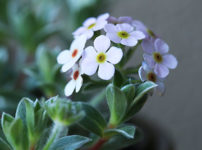 季節の花 月別に咲いた花の写真 山野草を育てる