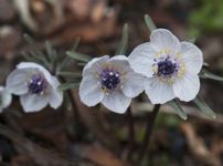 ヒトリシズカ 一人静 の育て方 山野草を育てる