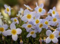 プリムラ シネンシス ステラタ Primula Chinensis Stellata の育て方 山野草を育てる