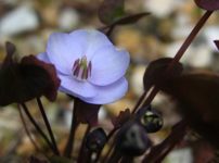 バイモ 貝母 の育て方 四季の森星野と花之江の郷の花も掲載 山野草を育てる