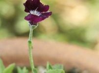 キバナセツブンソウ 黄花節分草 の育て方 山野草を育てる