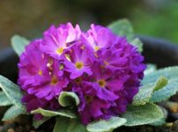 レウィシア コチレドン Lewisia Cotyledon の育て方 山野草を育てる