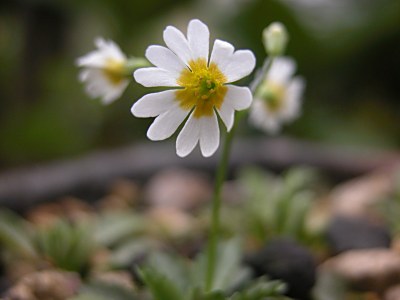 キバナセツブンソウ 黄花節分草 の育て方 山野草を育てる