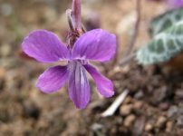 ハラン 葉蘭 の育て方 山野草を育てる