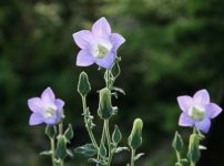 ヒメヒオウギ アノマテカ の育て方 山野草を育てる