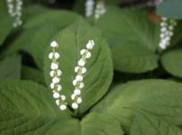 ユキモチソウ 雪餅草 の育て方 仲間のミミガタテンナンショウの特徴 山野草を育てる