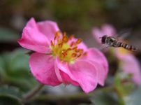 ユキモチソウ 雪餅草 の育て方 仲間のミミガタテンナンショウの特徴 山野草を育てる