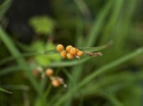 ヤエノドクダミ 五色ドクダミの育て方 山野草を育てる