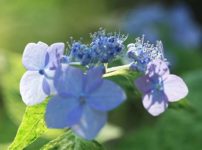 カンツバキ 寒椿 の育て方 山野草を育てる