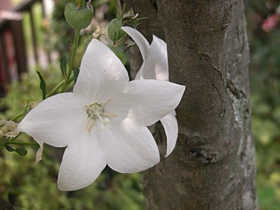 白色の秋 冬の花の山野草 高山植物1 山野草を育てる