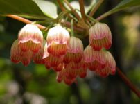 カルミア オスボレッド Kalmia Latifolia Ostbo Red の育て方 山野草を育てる