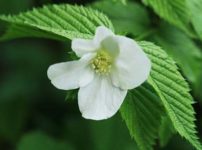 ヒカゲツツジ 日陰躑躅 の育て方 山野草を育てる