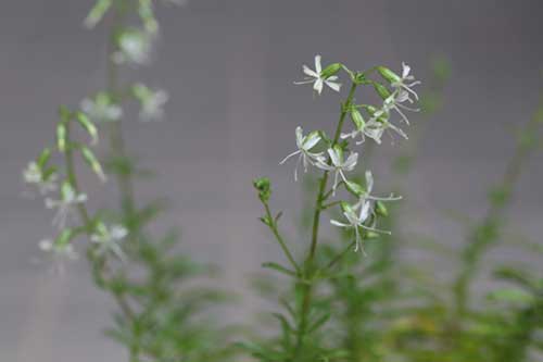 シモバシラ 霜柱 の育て方 山野草を育てる