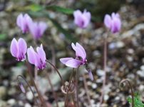 シモバシラ 霜柱 の育て方 山野草を育てる