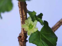 庭木や盆栽の花木 実物の育て方 山野草を育てる