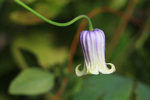 クレマチス カリゾエンシス Clematis Carrizoensis の育て方 山野草を育てる